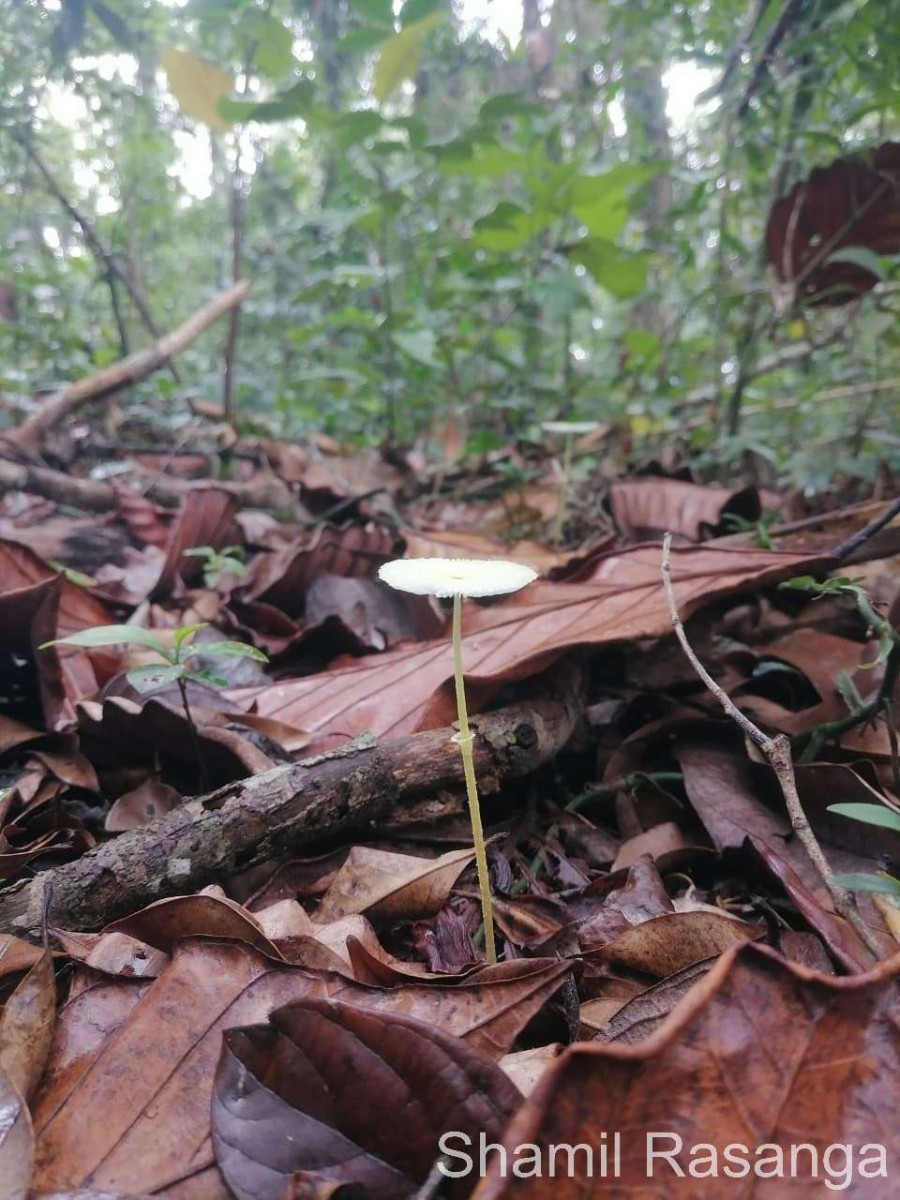 Leucocoprinus sp1